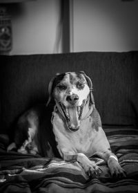 Portrait of dog yawning while sitting on bed at home