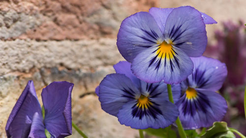 Close-up of purple crocus blooming outdoors