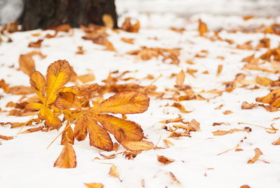 Close-up of dry maple leaves