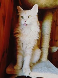 Close-up of cat sitting