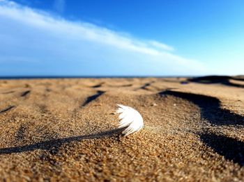 Surface level of feather on beach
