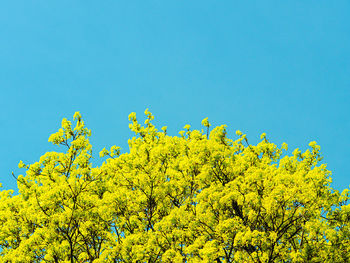 Scenic view of oilseed rape field against clear blue sky