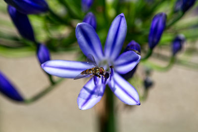 Close-up of hoverfly on purple agapanthus flower