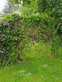 plant