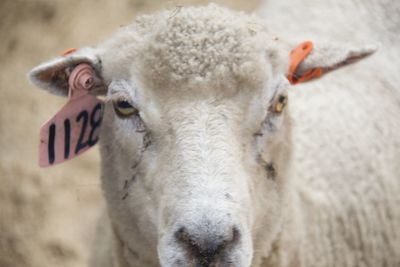 Close-up portrait of sheep