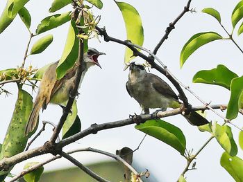 Low angle view of bird perching on tree against sky