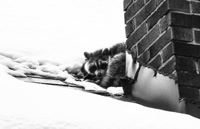 Cat looking at camera