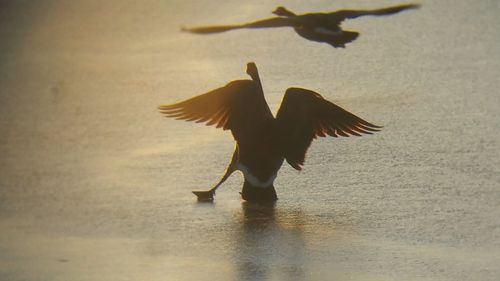 Close-up of bird in the background