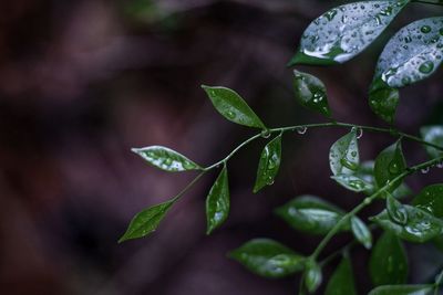 Close-up of fresh green leaves