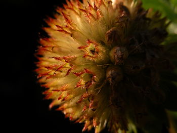 Close-up of cactus plant