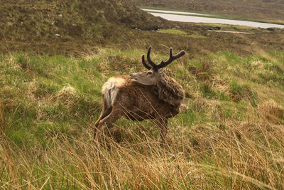 Deer standing in a field