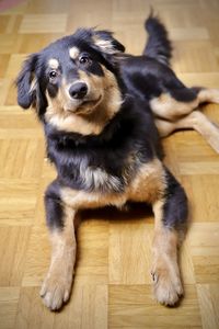 Portrait of dog sitting on wooden floor