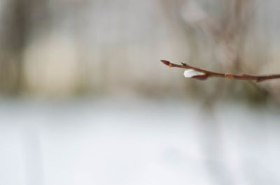 Close-up of plant against blurred background