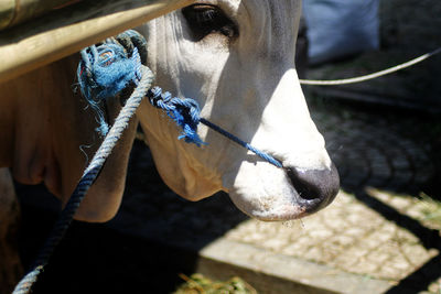 Close-up of horse tied to rope