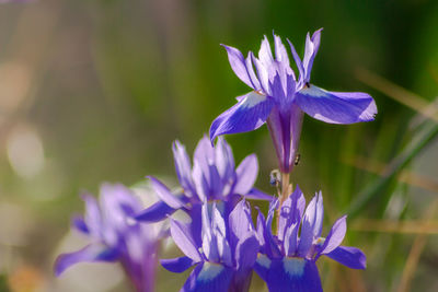 Close-up of purple flowers blooming outdoors