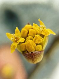 Close-up of yellow flowers blooming outdoors