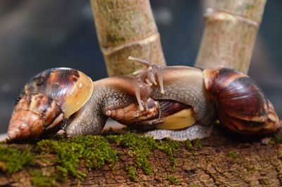 Close-up of snail on tree