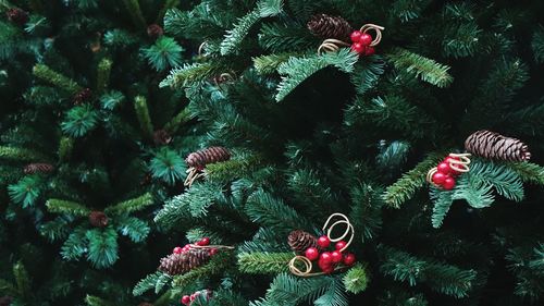 Close-up of christmas tree on plant
