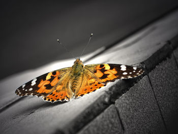 Close-up of butterfly on leaf