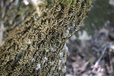 Close-up of snake on tree trunk