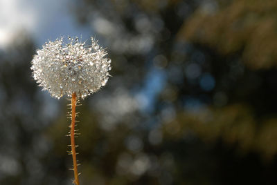 Close-up of flowering plant