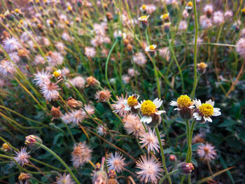 High angle view of flowering plants on field