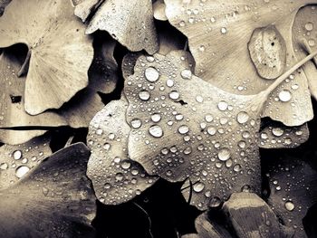 Close-up of water drops on leaves