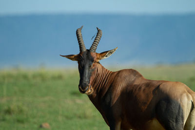 Topi antelope against blue sky