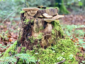 Close-up of mushrooms growing on tree stump in forest