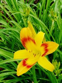 Close-up of day lily blooming outdoors