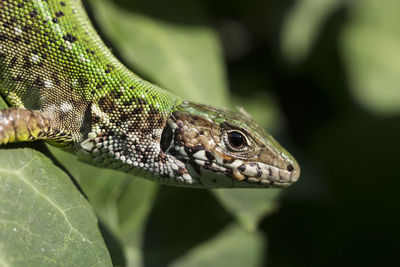 Close-up side view of a reptile