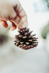 Close-up of hand holding pine cone