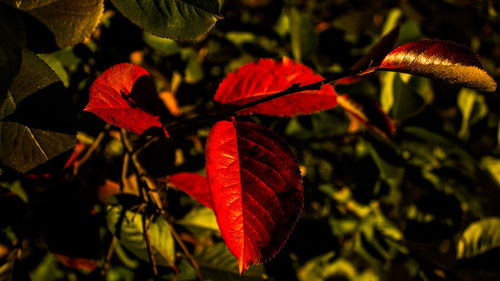 Close-up of red leaves on plant during autumn