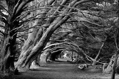 Trees in park