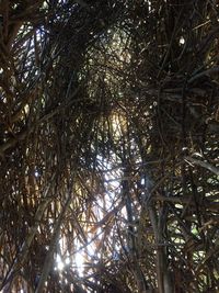 Low angle view of trees in forest