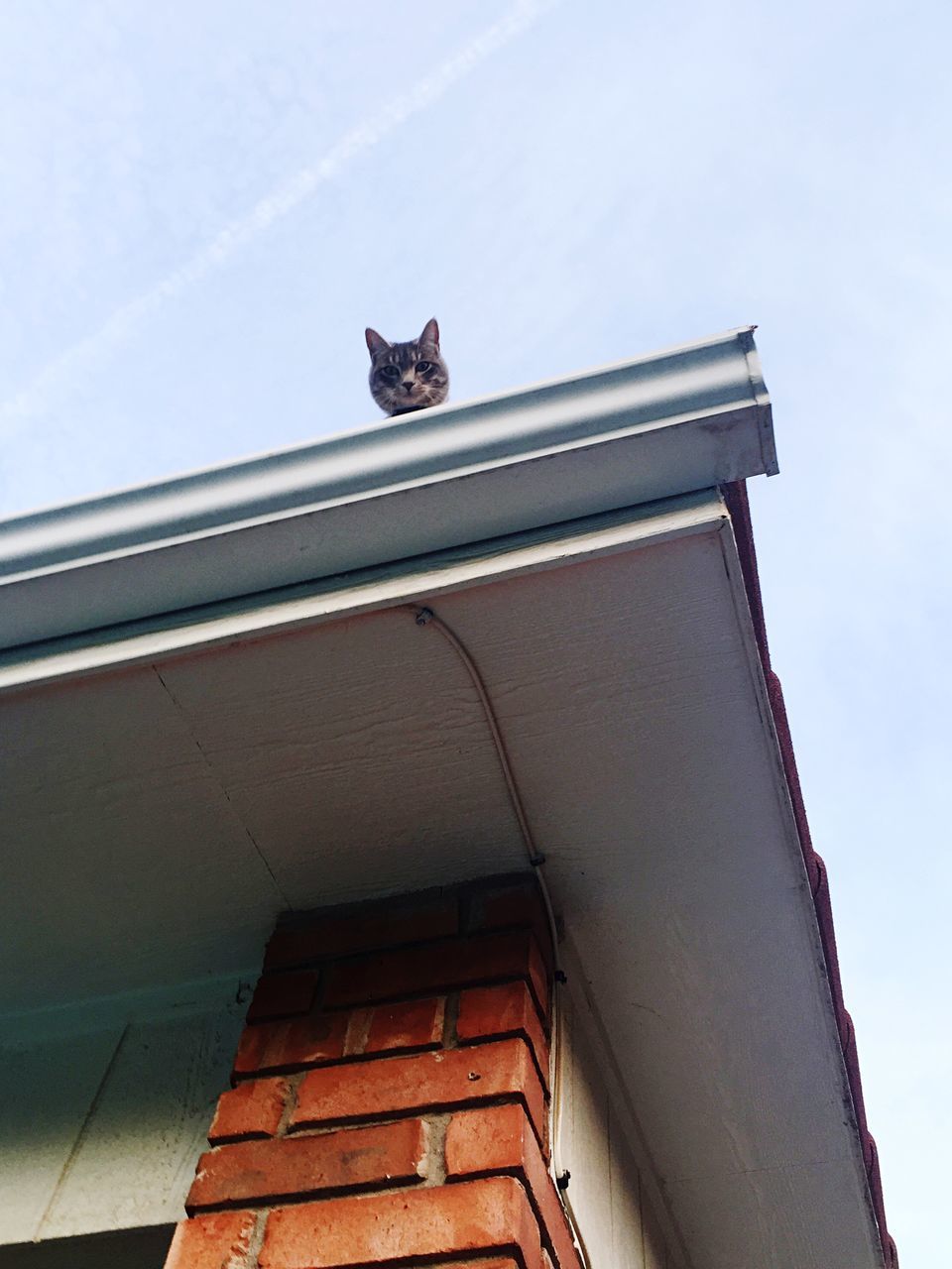 animal themes, low angle view, one animal, domestic animals, pets, domestic cat, cat, mammal, feline, architecture, built structure, window, sky, zoology, day, animal, no people