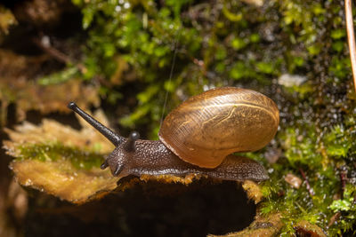 snail