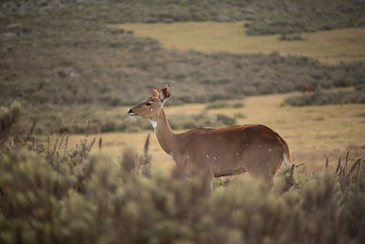 Side view of giraffe on field