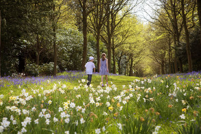 Chikdrens springtime walk through woodland 