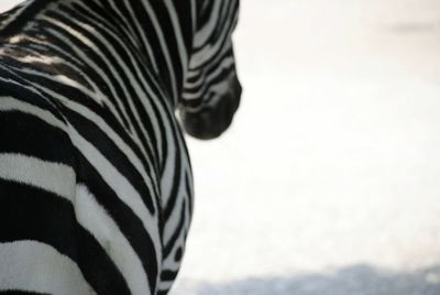 Close-up of zebra