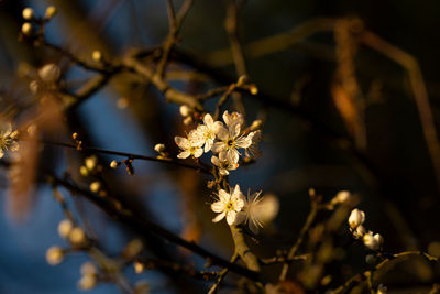 Close-up of cherry blossoms in spring