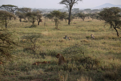 View of sheep in field