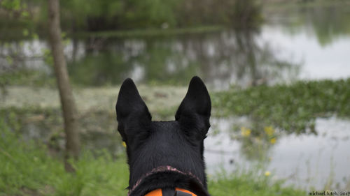 Close-up of black dog on field