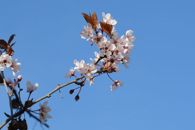 Low angle view of cherry blossom against clear blue sky