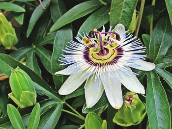 Close-up of passion flower on plant