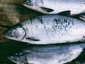 Close-up of fish in market for sale