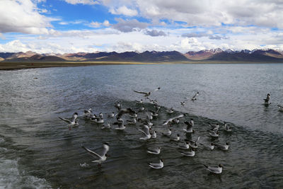 Swans swimming in lake against sky