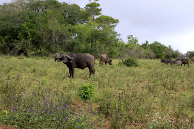 Horses in a field