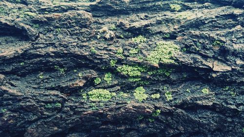 Full frame shot of tree
