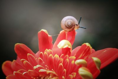 Close-up of snail on flower